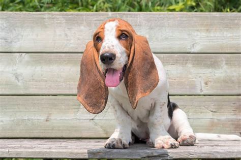 Basset Hound Puppies. . Basset hound for adoption